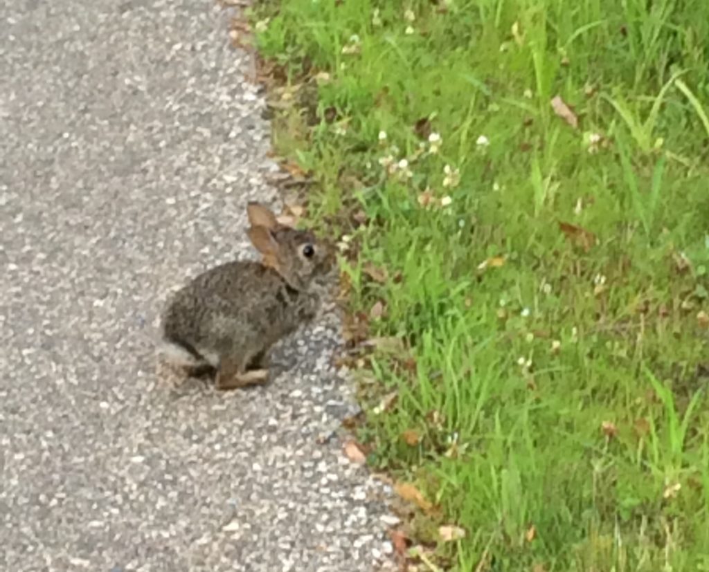 Bunny on bike path